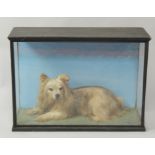 A taxidermy specimen of a small long haired dog, possibly papillon, in a glazed case, 66cm wide,