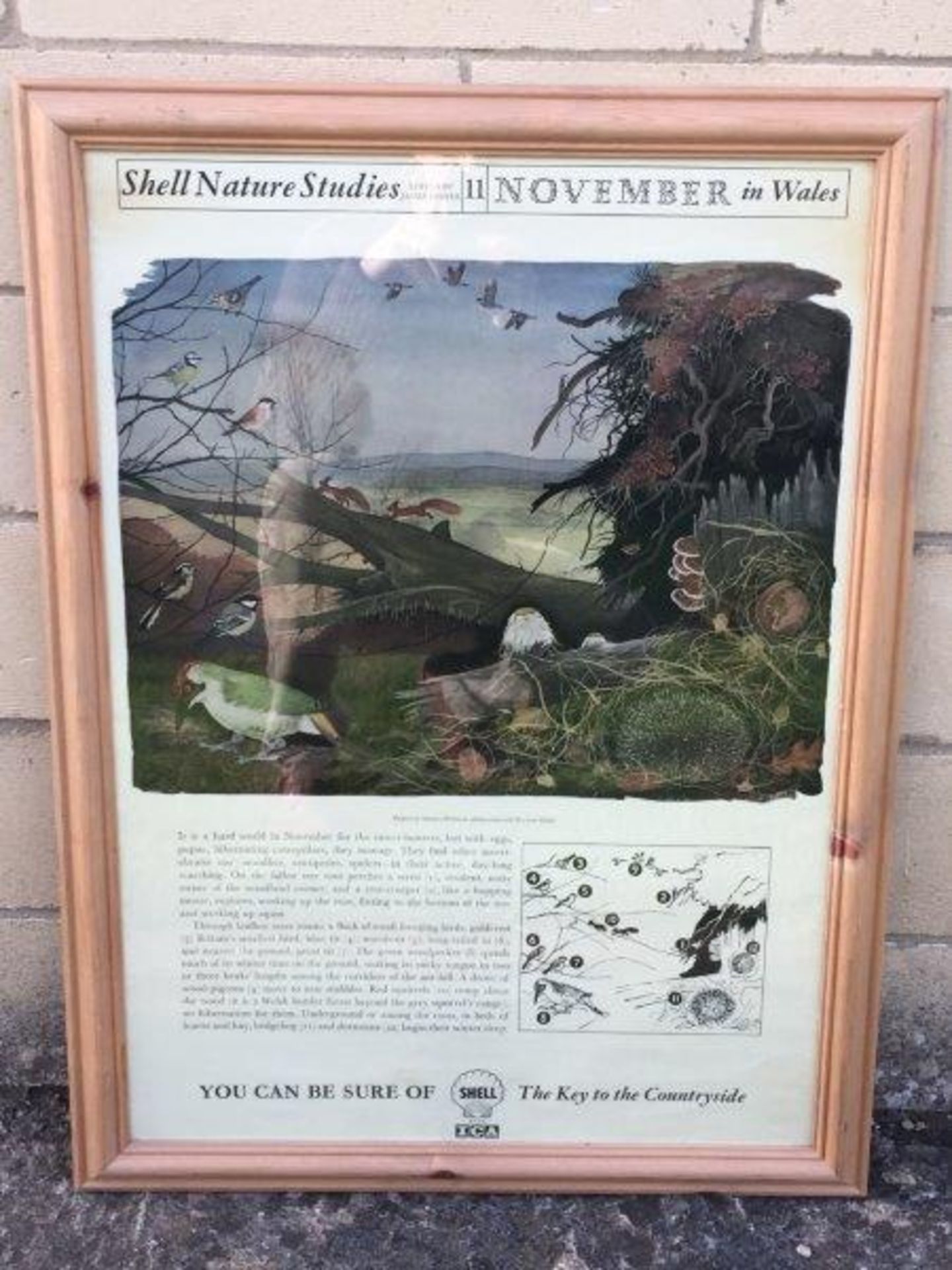 A Shell Nature Studies poster - November in Wales, framed and glazed, 22 3/4 x 29 3/4"