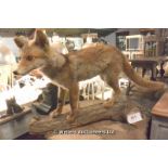 A TAXIDERMY FOX CUB ON BRANCH BASE, 500 LONG