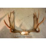 A SUBSTANTIAL PAIR OF MOOSE ANTLERS