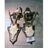 FOUR SETS OF VINTAGE DEER TROPHY ANTLERS ON OAK SHIELDS