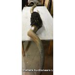 SUBSTANTIAL PAIR OF BISON HORNS, 2000 LONG