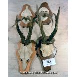 FOUR SETS OF VINTAGE DEER TROPHY ANTLERS ON OAK SHIELDS