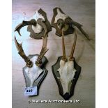 FOUR SETS OF VINTAGE DEER TROPHY ANTLERS ON OAK SHIELDS