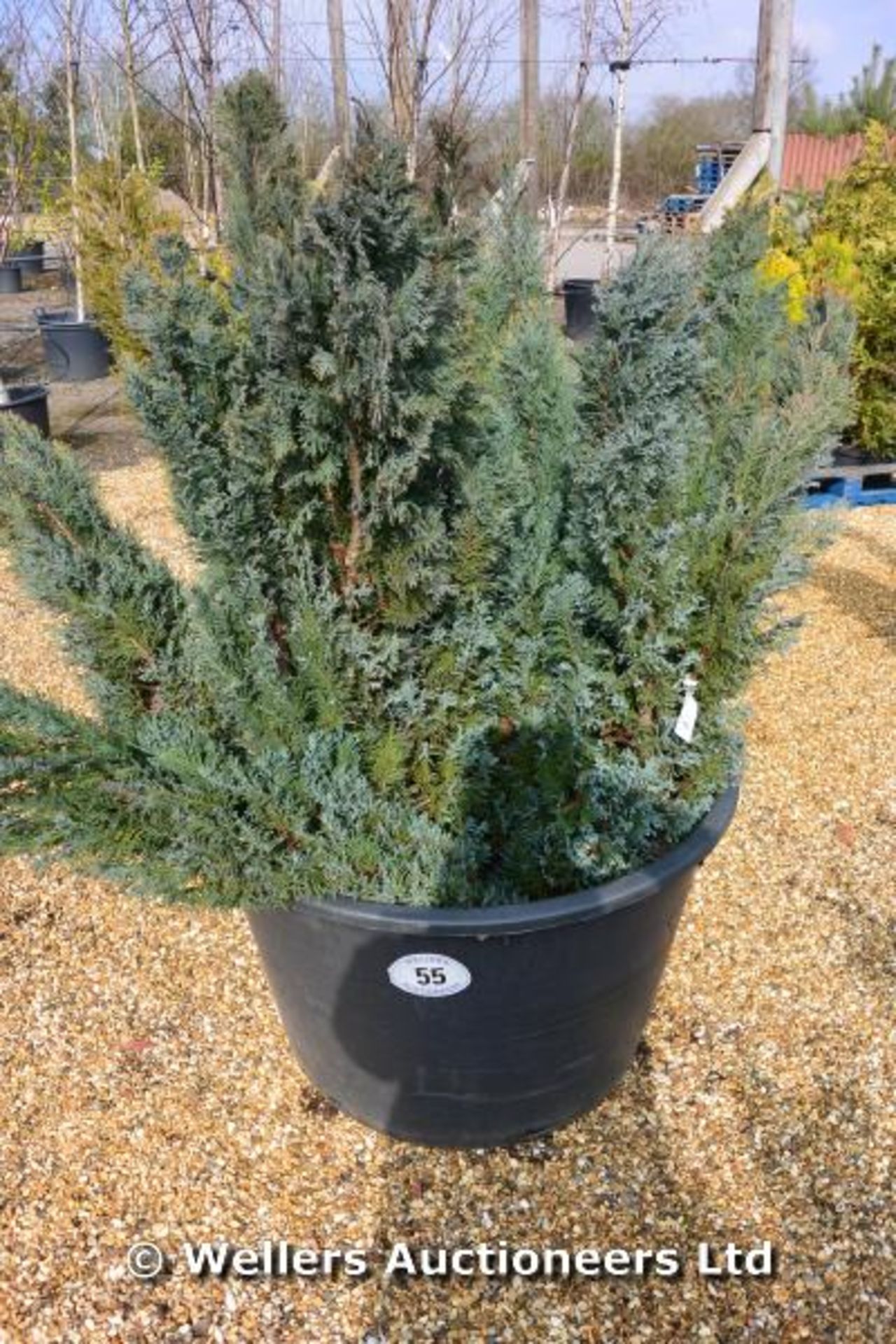 *Collection of small mixed conifers (Location: G/House)