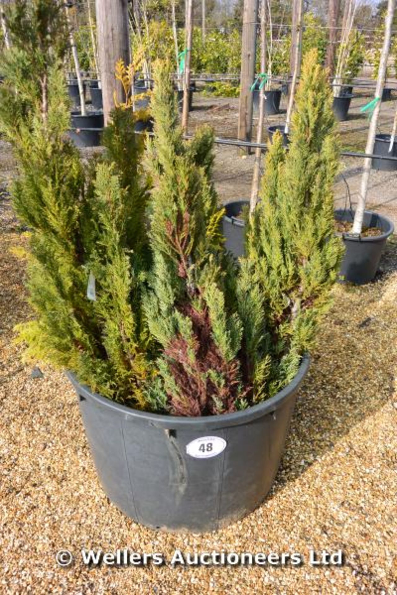 *Collection of small mixed conifers (Location: G/House)