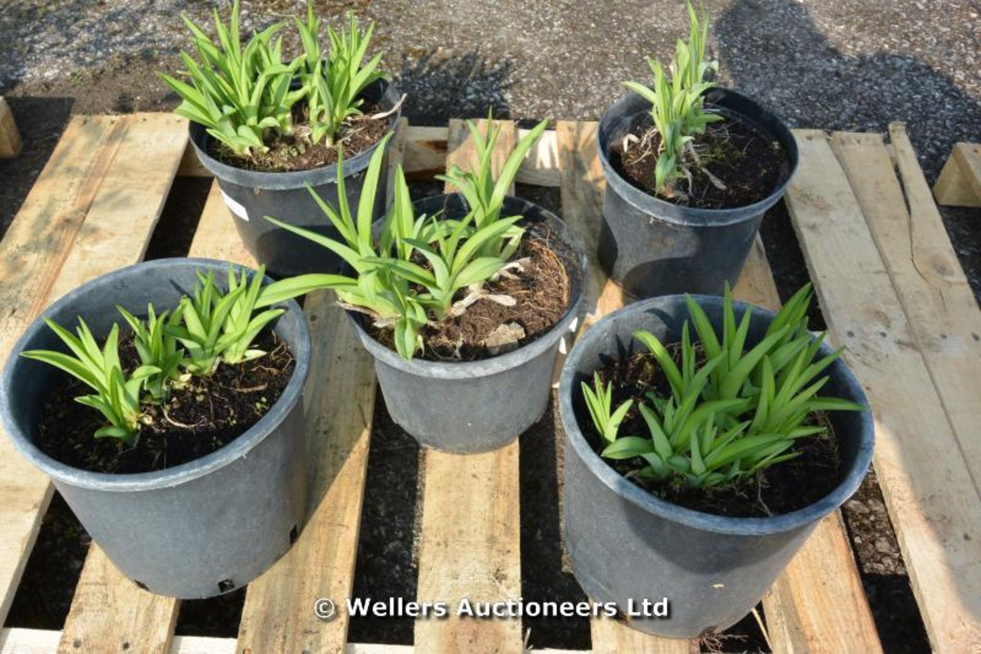 *Collection of 5 Day Lillies - Hemerocallis 7 litre (Location: G/House)