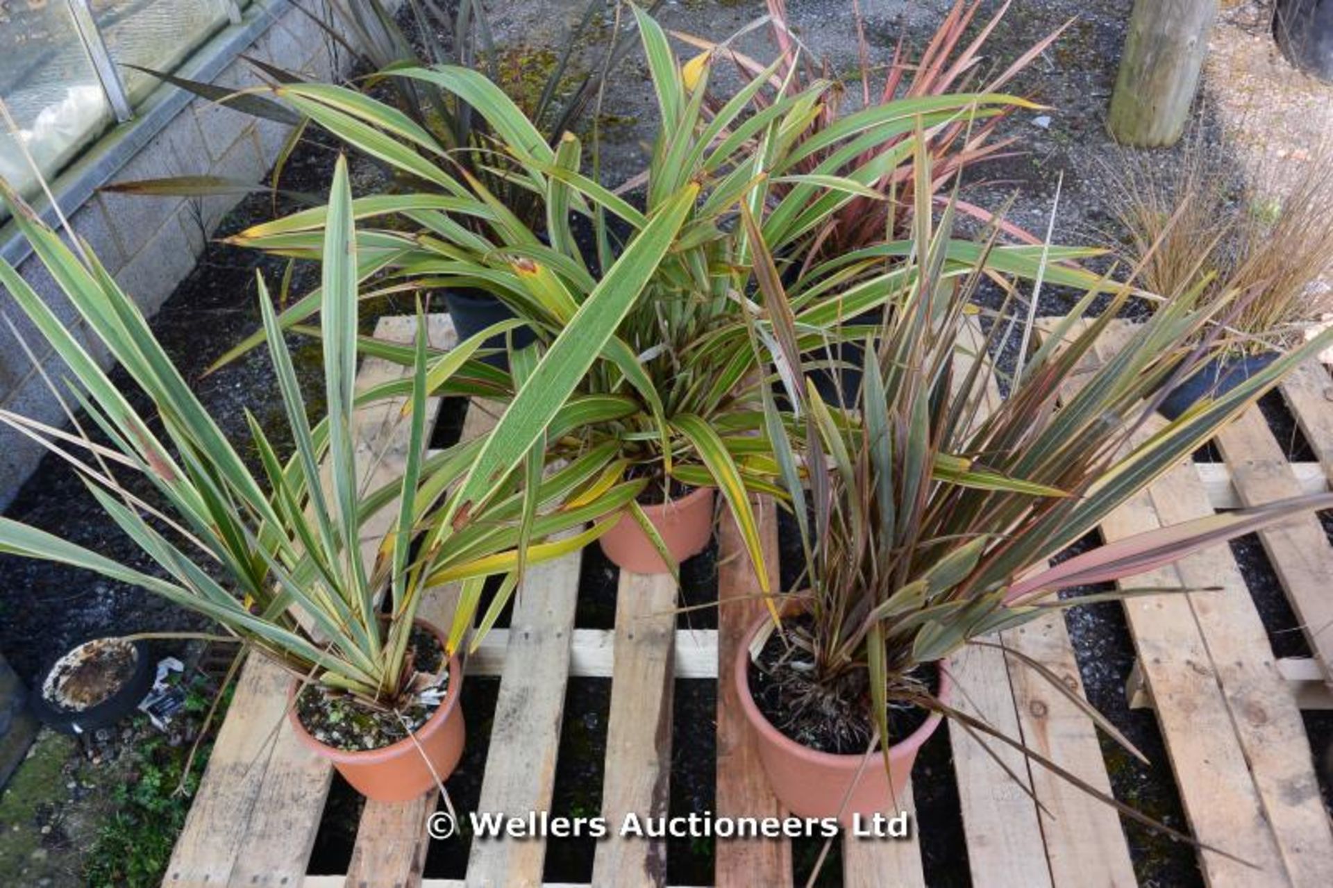 *Collection of 5 New Zealand flax plants - phormium (Location: G/House)