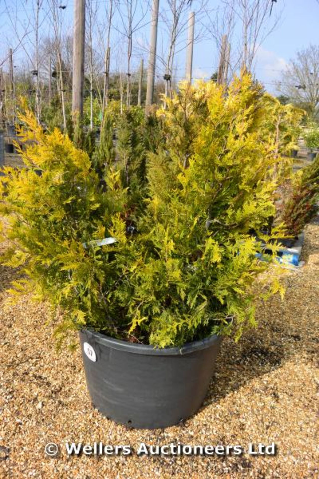 *Collection of small mixed conifers (Location: G/House)