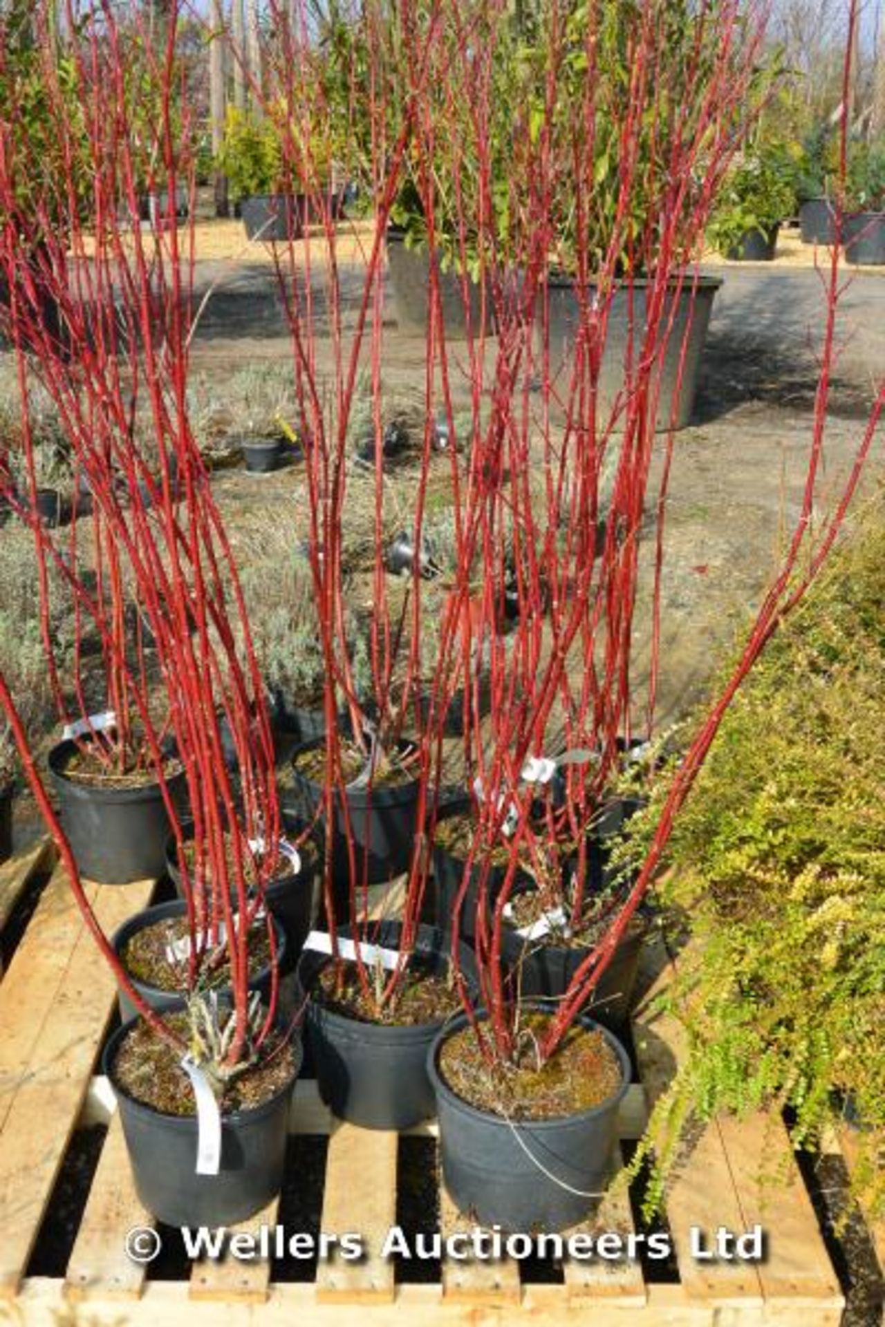 *Collection of 10 Red stem dogwood - Cornus sanguinea 7 litre (Location: G/House)