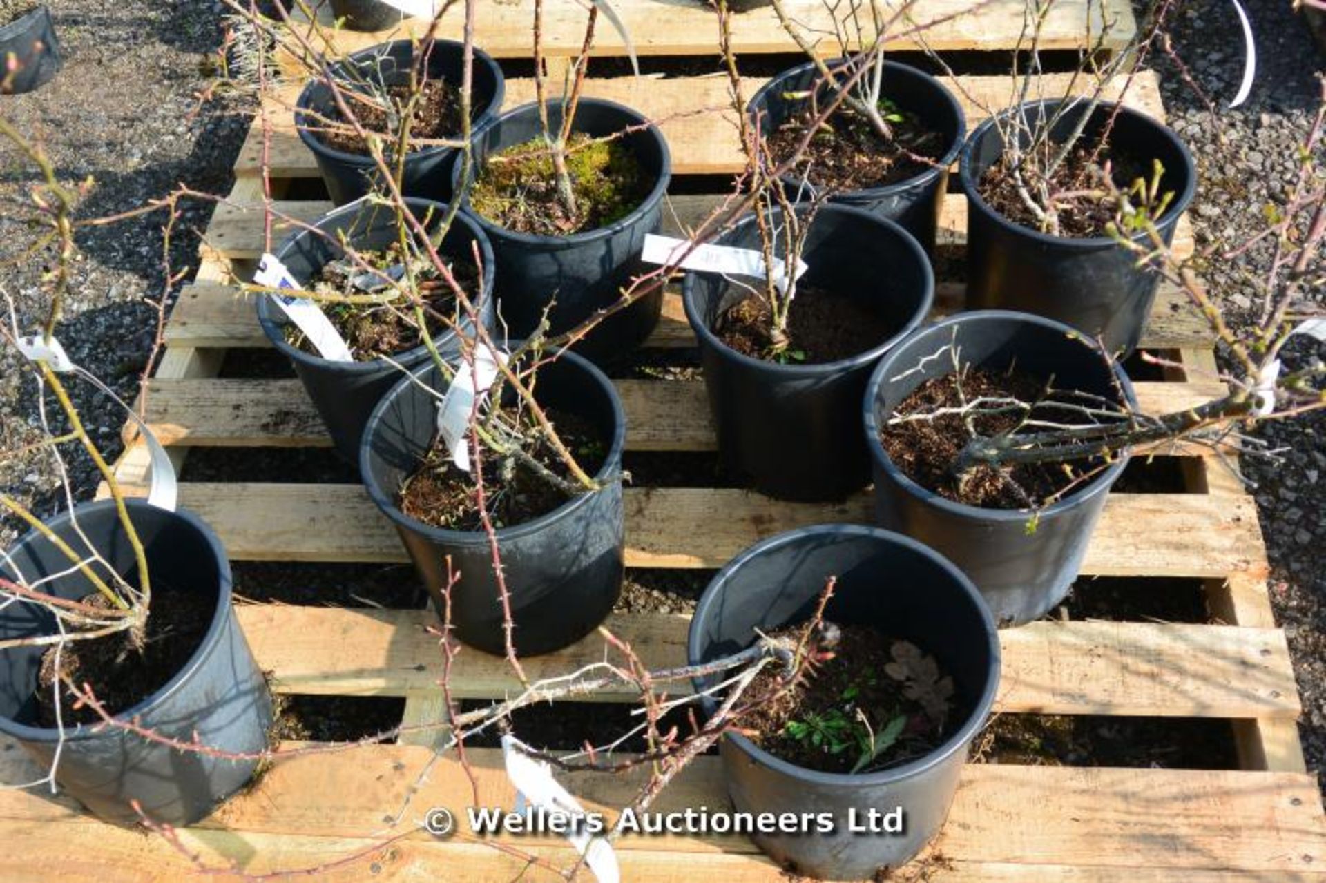 *Collection of 10 Dog rose - Rosa canina -ideal for hedging 7 litre (Location: G/House)