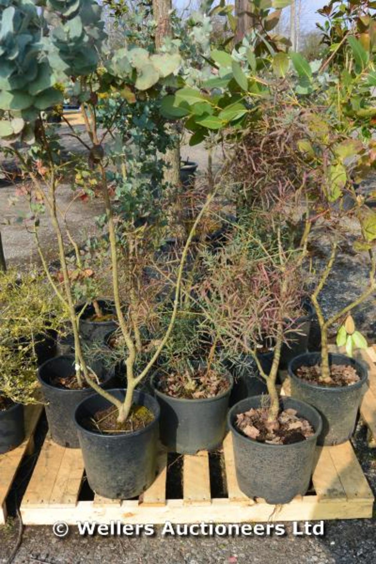 *Collection of 10 mixed Eucalyptus 0.5m+ suitable for screening (Location: G/House)