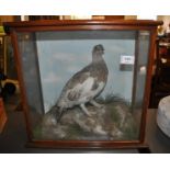 A late Victorian cased taxidermy Scottish Grouse