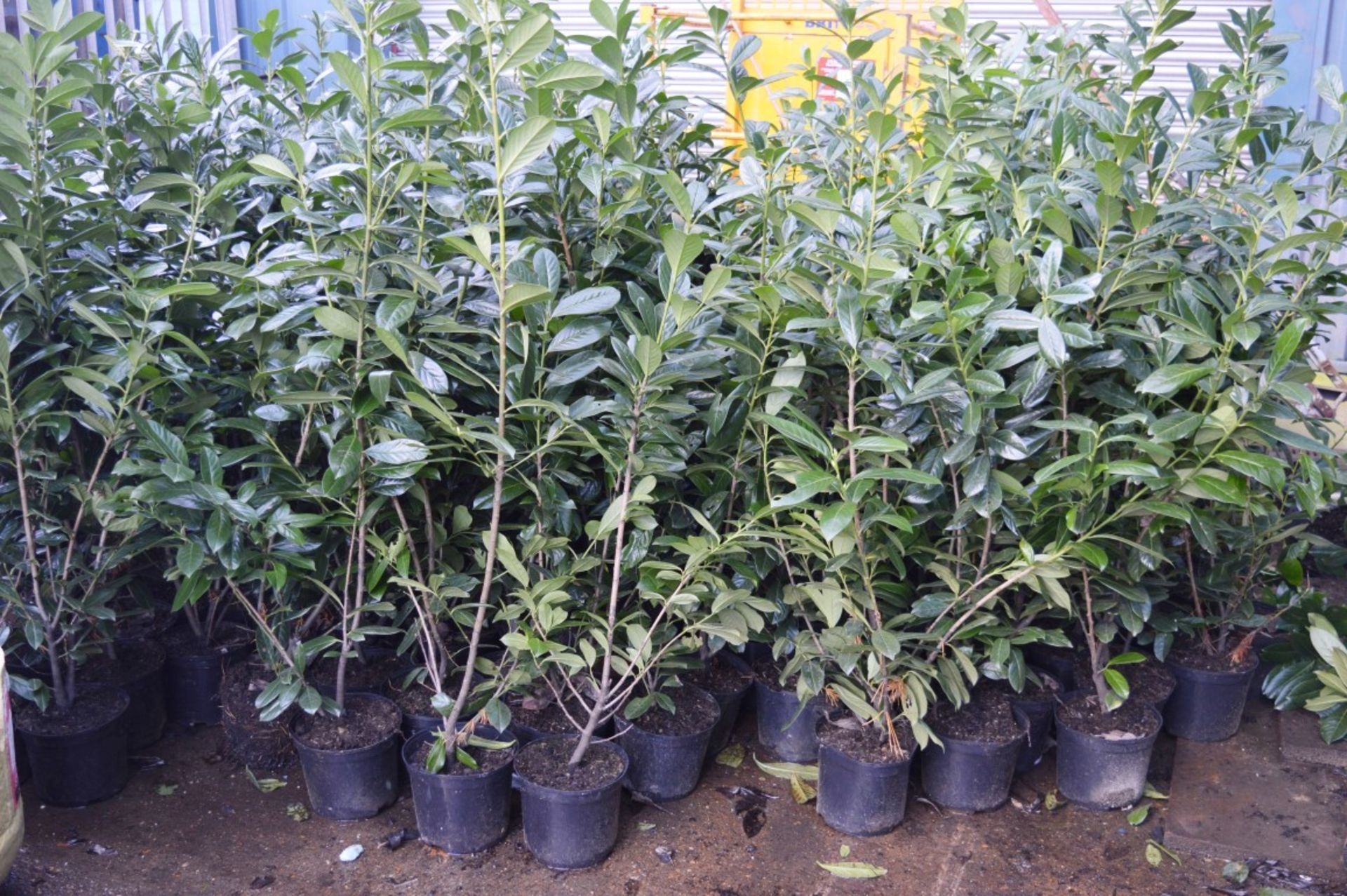 10 x Laurel Potted Garden Plants - Approx 4 to 5 Feet Tall - CL057 - Location: Welwyn, - Image 4 of 5