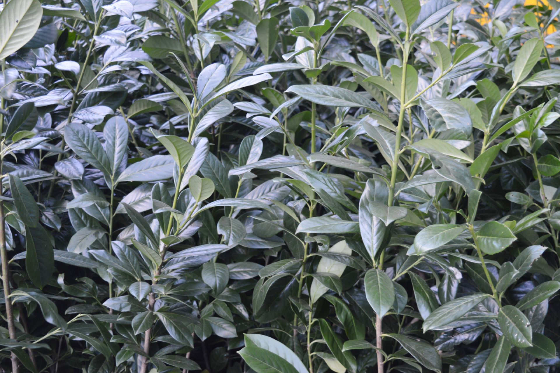 10 x Laurel Potted Garden Plants - Approx 4 to 5 Feet Tall - CL057 - Location: Welwyn, - Image 2 of 5