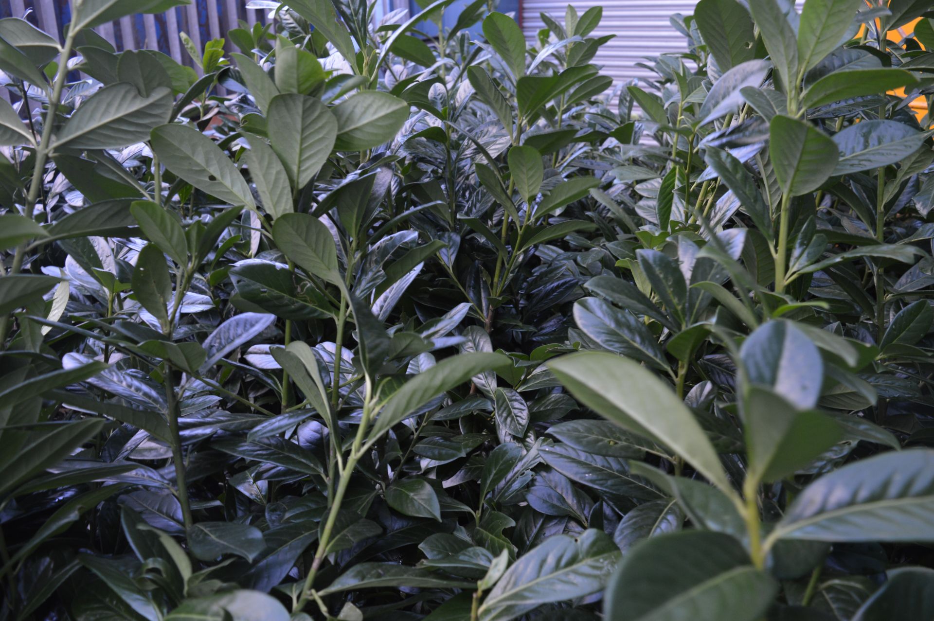 10 x Laurel Potted Garden Plants - Approx 4 to 5 Feet Tall - CL057 - Location: Welwyn, - Image 3 of 5