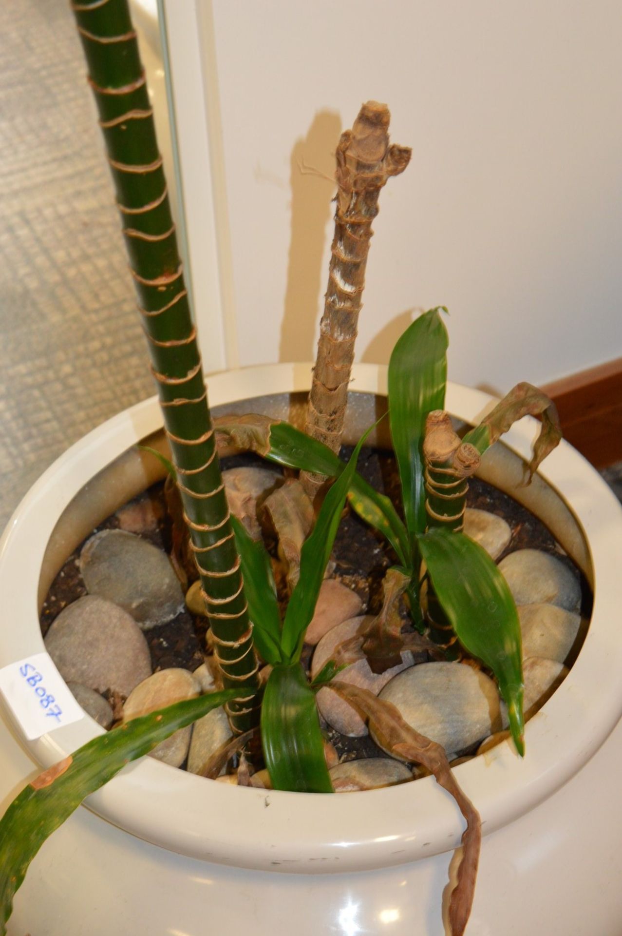 1 x Potted Plant Pot With Plant and Stones - Large Size - Ideal For The Home or Office - Approx - Image 3 of 4