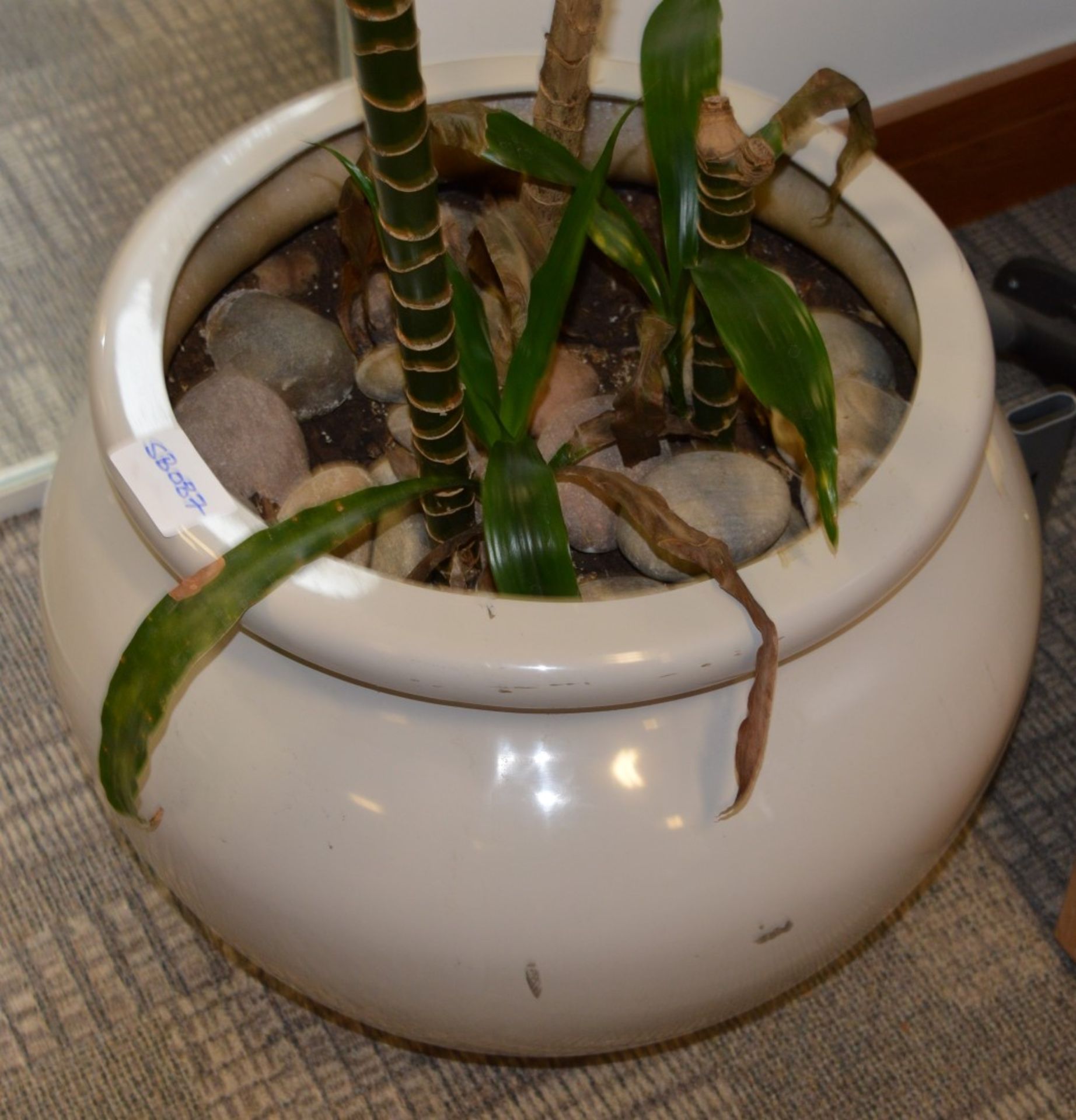 1 x Potted Plant Pot With Plant and Stones - Large Size - Ideal For The Home or Office - Approx - Image 4 of 4