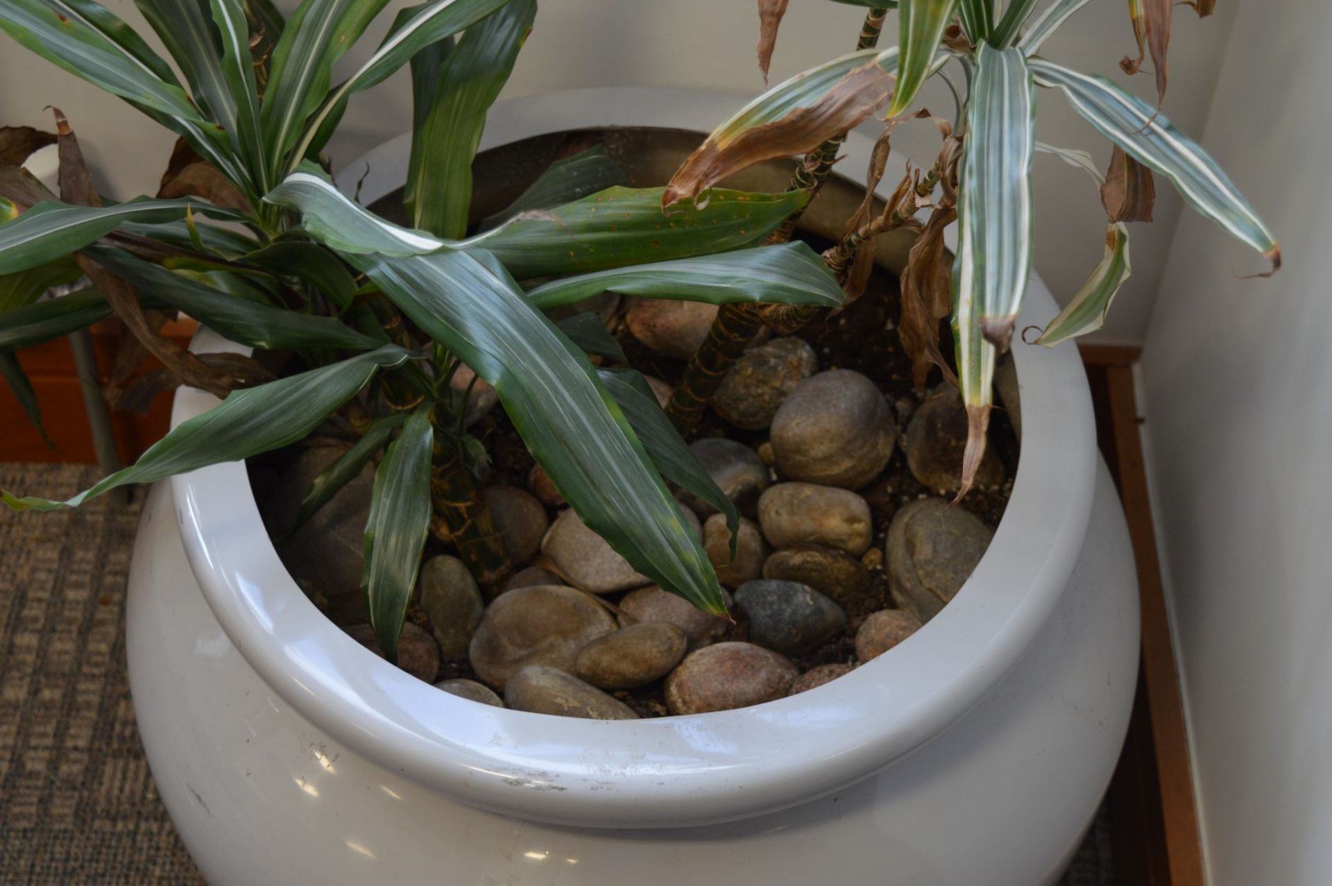1 x Potted Plant Pot With Plant and Stones - Large Size - Ideal For The Home or Office - Approx - Image 2 of 4