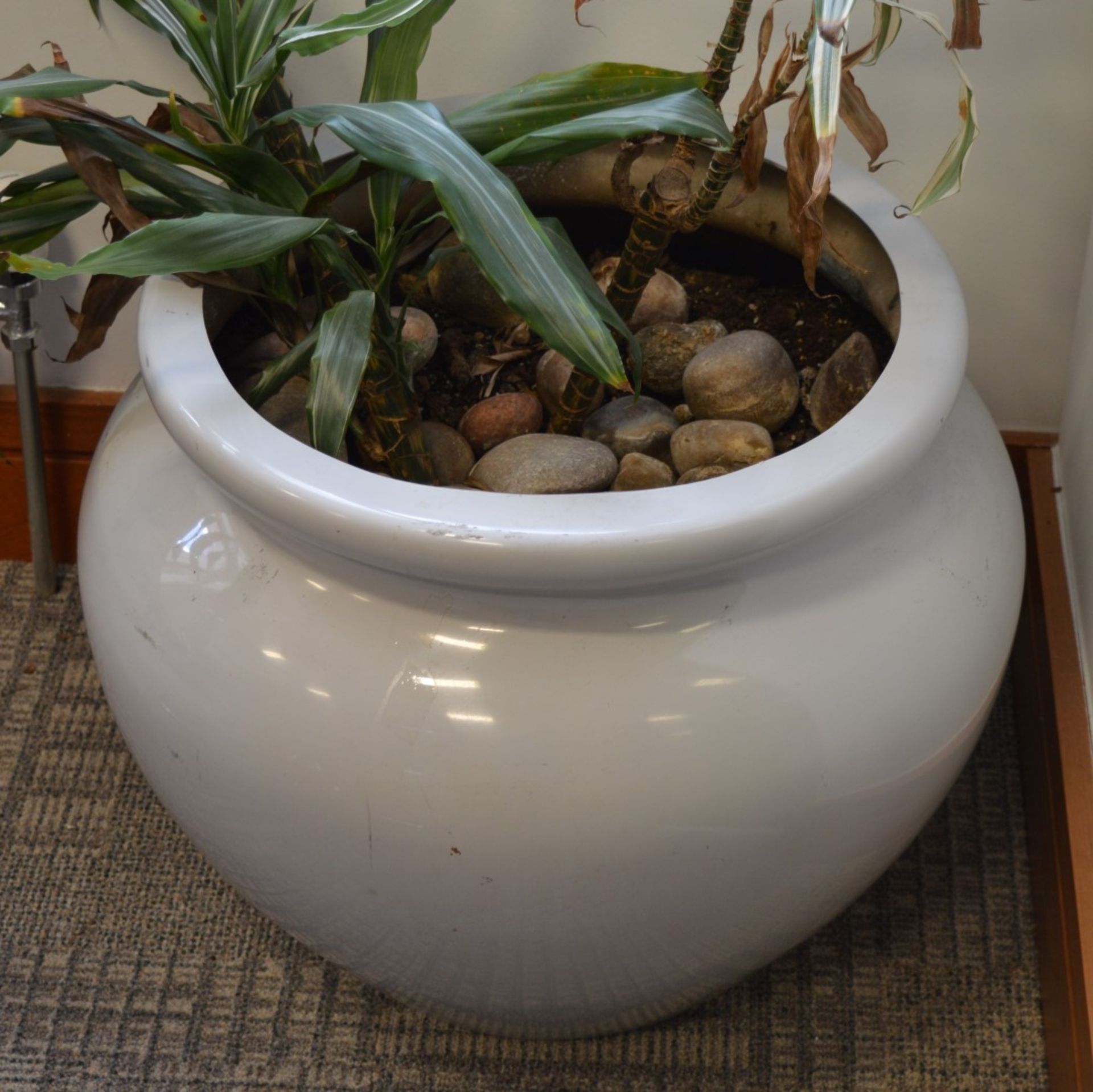 1 x Potted Plant Pot With Plant and Stones - Large Size - Ideal For The Home or Office - Approx - Image 4 of 4