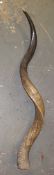 1 x Large Antelope Horn - 1  Metre Long  - Pre-owned In Good Condition - PD037 - CL079 - Location: