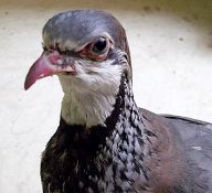 2 x Pieces Of Taxidermy - Includes 1 x Stuffed Grouse (25 x 21cm), and 1 x Stuffed Weasel (46 x