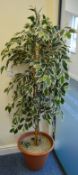 1 x Artificial Potted Plant - Ideal For The Home or Office - Height 160cm - CL300 - Ref S117 -