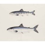 Fische - - Varrell, William. On the growth of the salmon in fresh water. Mit 6 kolor. Illustrationen