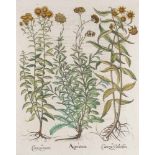 Besler, Basilius. Schafgarbe, Nickender Zweizahn und Weiden-Alant. I. Ageratum. II. Coniza