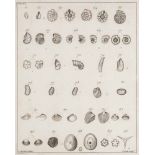 Muscheln - - Boys, William. Testacea minuta rariora ... A Collection of the minute and rare shells