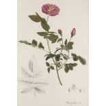 Rosa gallica Lin und Nepeta multibracteata. Altkol. Lithographie der Zuckerrose/Essigrose und