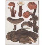 Pilze - - Konvolut von 48 (meist) kolorierten Kupfertafeln mit Pilzdarstellungen aus Bulliard,