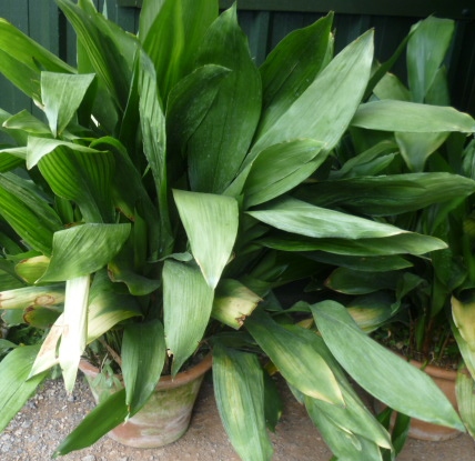 A large aspidistra plant in a ''Yorkshire'' terracotta pot.