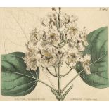 Francis Sansom1788/90 London - 2 botanische Arbeiten - 2 kolor. Kupferstiche. Falz. 20 x 22,5 cm. In