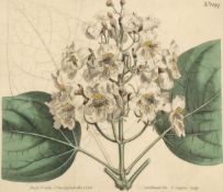 Francis Sansom1788/90 London - 2 botanische Arbeiten - 2 kolor. Kupferstiche. Falz. 20 x 22,5 cm. In