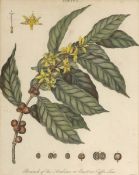 J. PassKupferstecher des 19. Jahrhunderts - 2 botanische Arbeiten - 2 kolor. Kupferstiche. 24 x 18