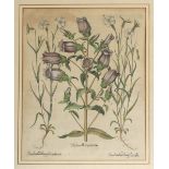 Basilius Besler1561 - 1629 - "Medium flore purpurea..." - Kolor. Kupferstich. 49 x 40 cm. 54 x 45