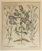 Basilius Besler1561 - 1629 - "Medium flore purpurea..." - Kolor. Kupferstich. 49 x 40 cm. 54 x 45