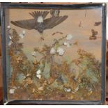 Taxidermy - Birds & moth display