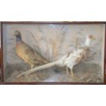 Taxidermy - 2 Pheasants