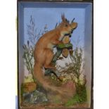 Taxidermy - Squirrel E.H. Ripley Richmond Surrey