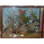 Taxidermy - Bird display A.C. Foot of Bath