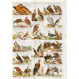 ZOOLOGIE - Ornithologie - Riedel, Gottlieb Friedrich - Herzberg (Hrsg.), Johann Daniel Herz von.