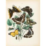 ZOOLOGIE - Insekten - Kirby, W. F. European Butterflies and Moths. Mit 60 kolor. (statt 62)