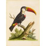 ZOOLOGIE - Edwards, George. Histoire naturelle d'oiseaux peu communs: et d'autres animaux rares &