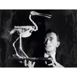 Guyaux, Jean (XX). Salvador Dalí mit Vogelskelett. Original-Photographie. Silbergelatine-Abzug.