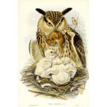 ZOOLOGIE - Ornithologie - Gould, John. The Birds of Great Britain. Mit 367 kol. Lithographien von