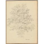 LINCK, JEAN-ANTOINE  (1766 Geneva 1843) Tree study. Pencil. Signed lower right in black pen: Jn Ant.