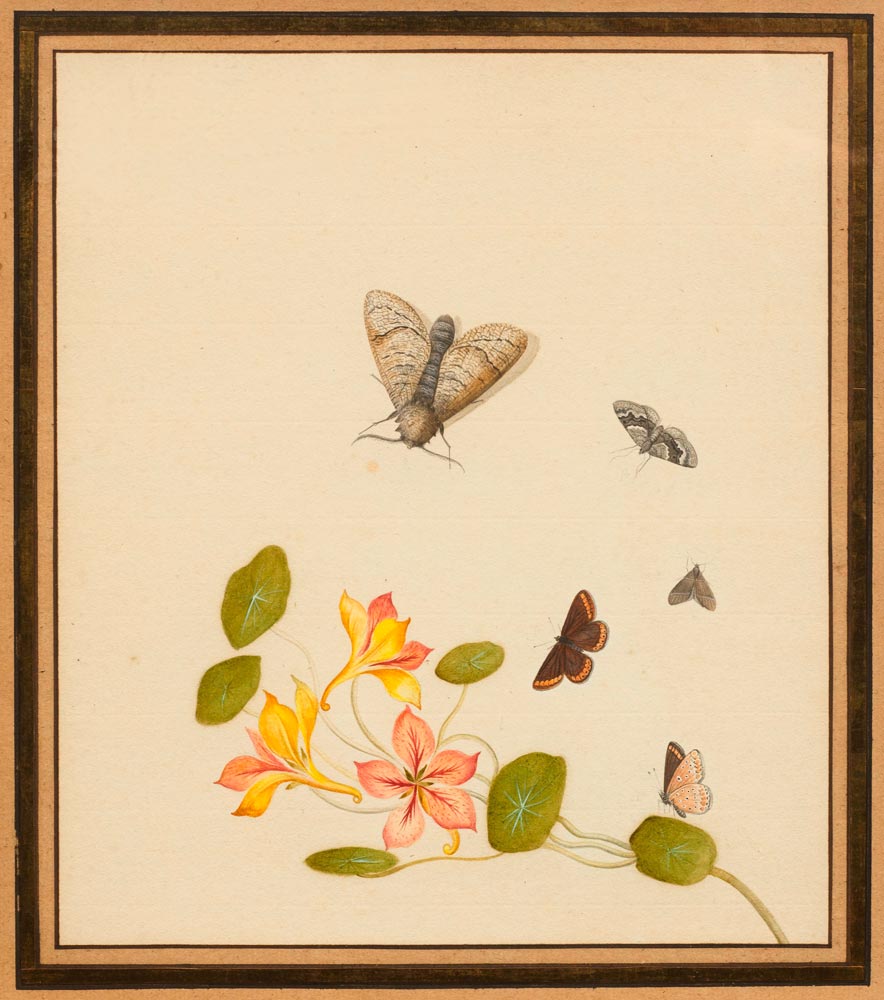 STRUYK, NICOLAAS  (1686 Amsterdam 1769) Columbine with butterflies, circa 1715 Watercolour. 24 x