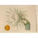 Edwards, Sydenham Teast  1768 Usk (Monmouth) - 1819 Chelsea, Tier- und Pflanzenmaler. Gestochen